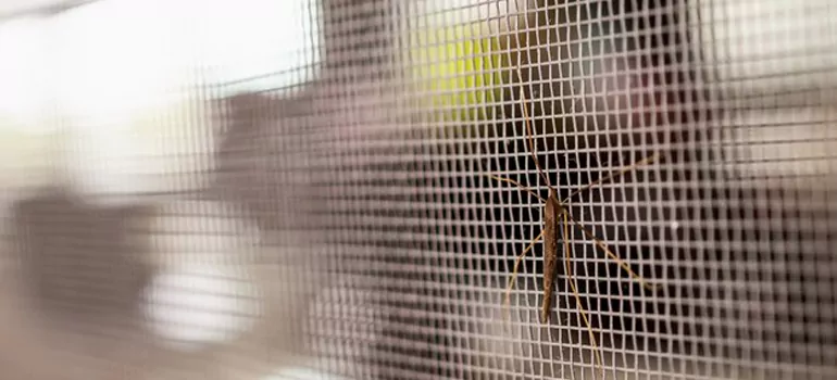 Repair Mosquito Mesh For Windows in Hollywood, FL